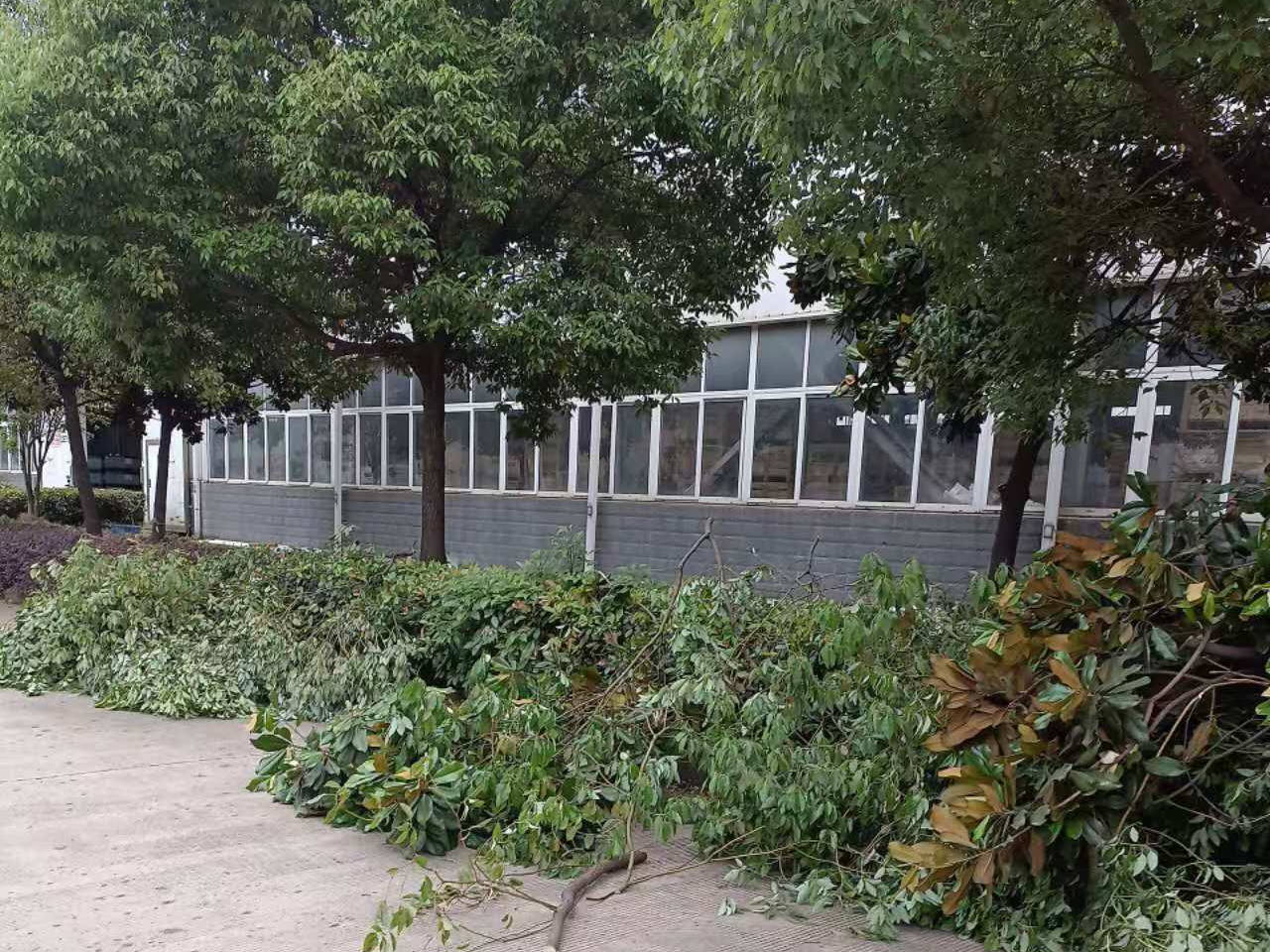 安徽皖新电机有限公司厂区园林绿化养护及改造工程(图2)